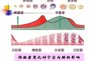 女生为什么会来月经？