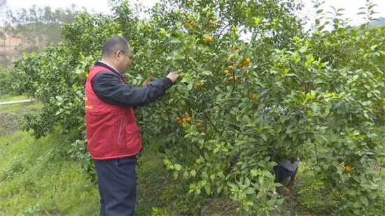 我国柑橘园病虫害有机防控现状和展望